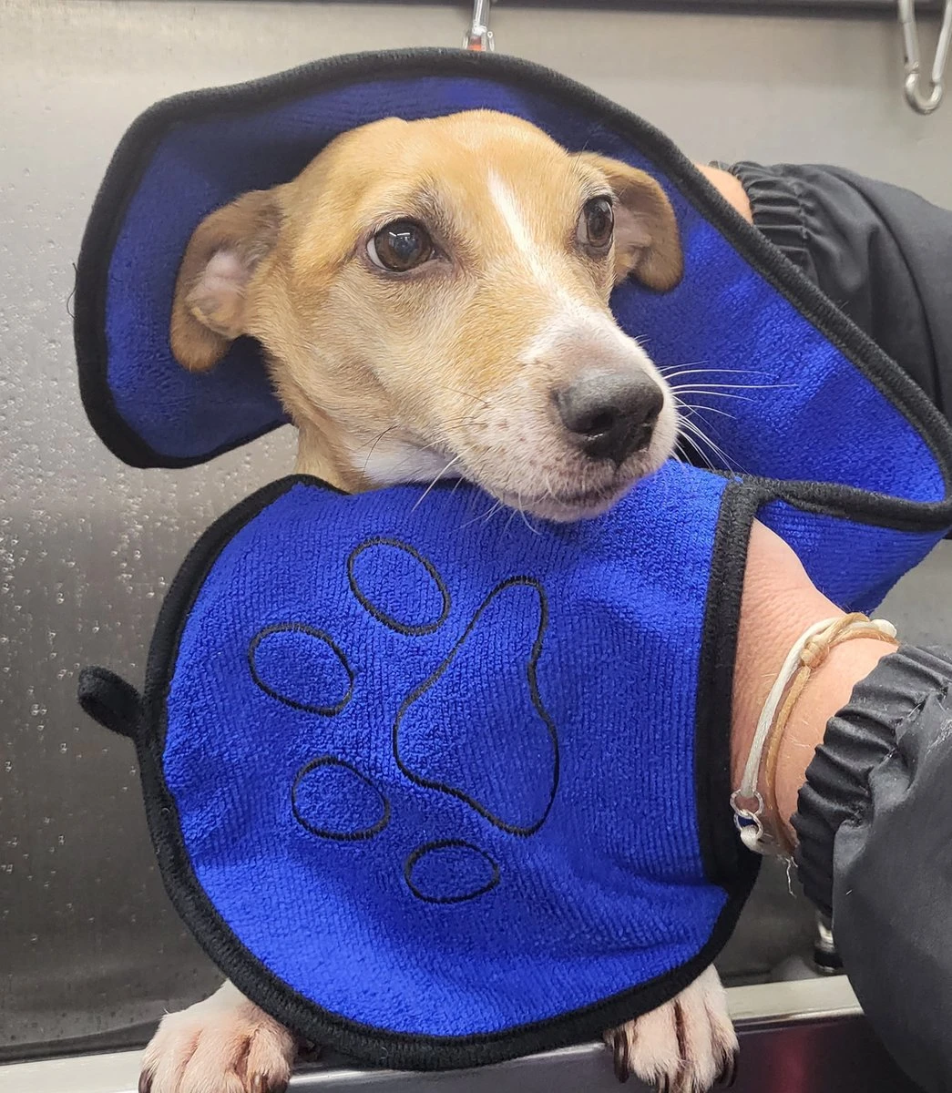 N4dogs – Hondenhanddoek Microvezel – Handdoek Hond – Droogdoek – Sterk Absorberend – Handdoek Met Zakken – 66×23 Cm – Honden Deken 1 N4dogs – Hondenhanddoek Microvezel – Handdoek Hond – Droogdoek – Sterk Absorberend – Handdoek Met Zakken – 66×23 Cm – Honden Deken