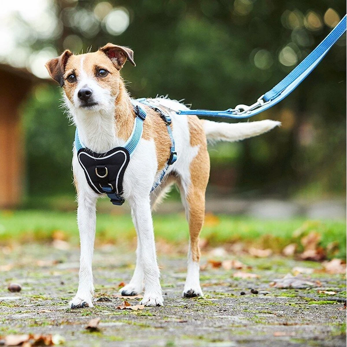 Wolters Hondentuig Gepolsterd Professional Comfort, Maat 7: 90-110cm X 35mm Aqua Blauw/azur 1 Wolters Hondentuig Gepolsterd Professional Comfort, Maat 7: 90-110cm X 35mm Aqua Blauw/azur